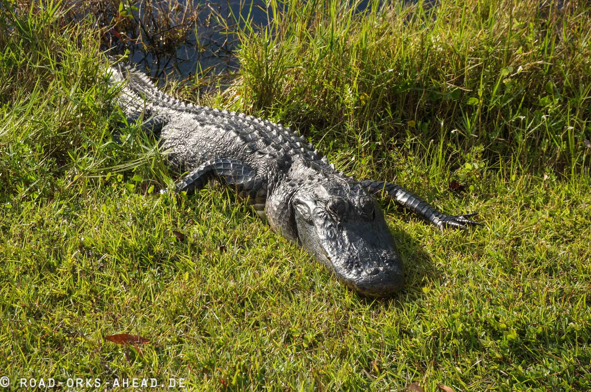 Alligator relaxt