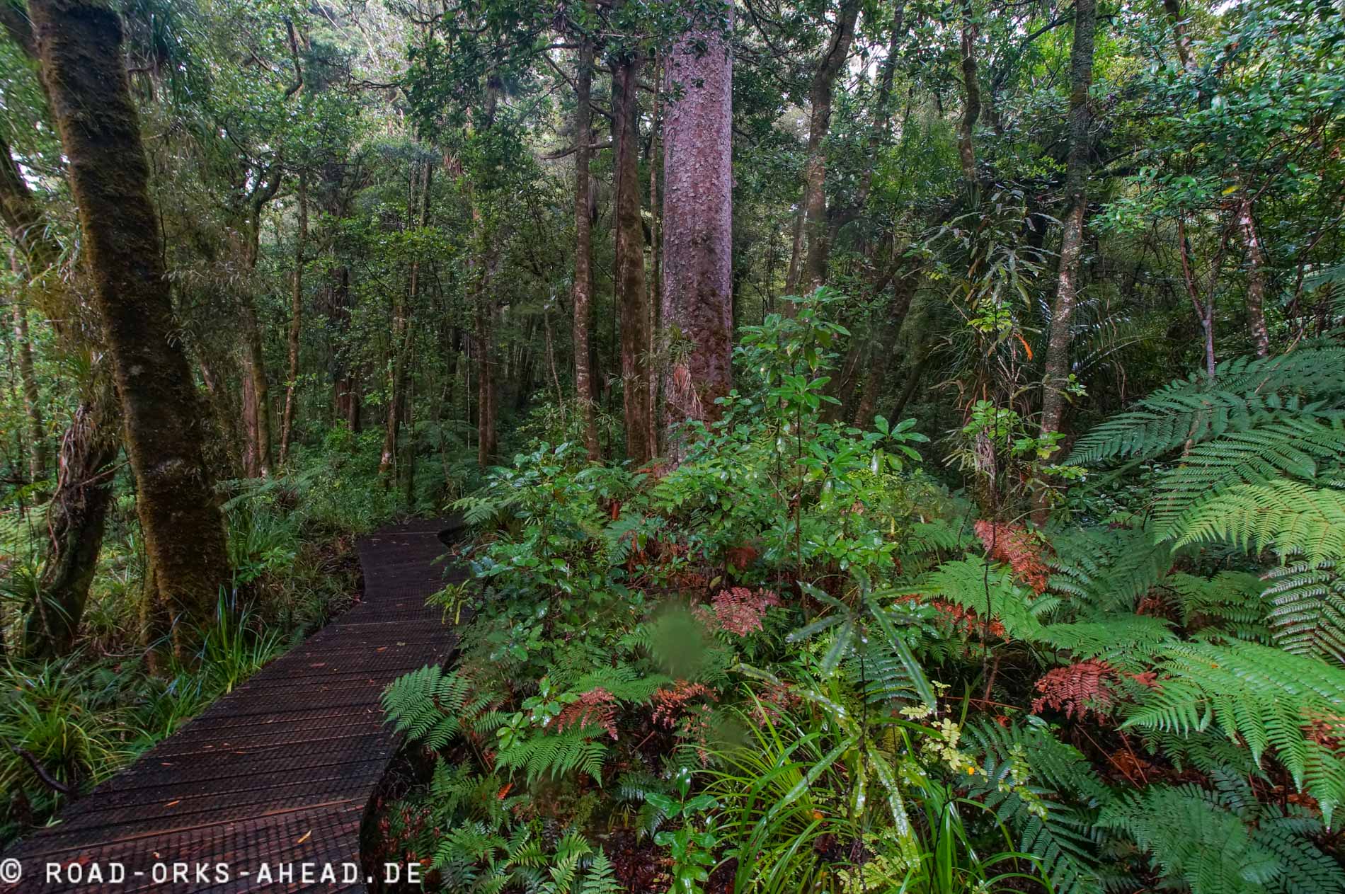 Kauri im Waipoua Forest