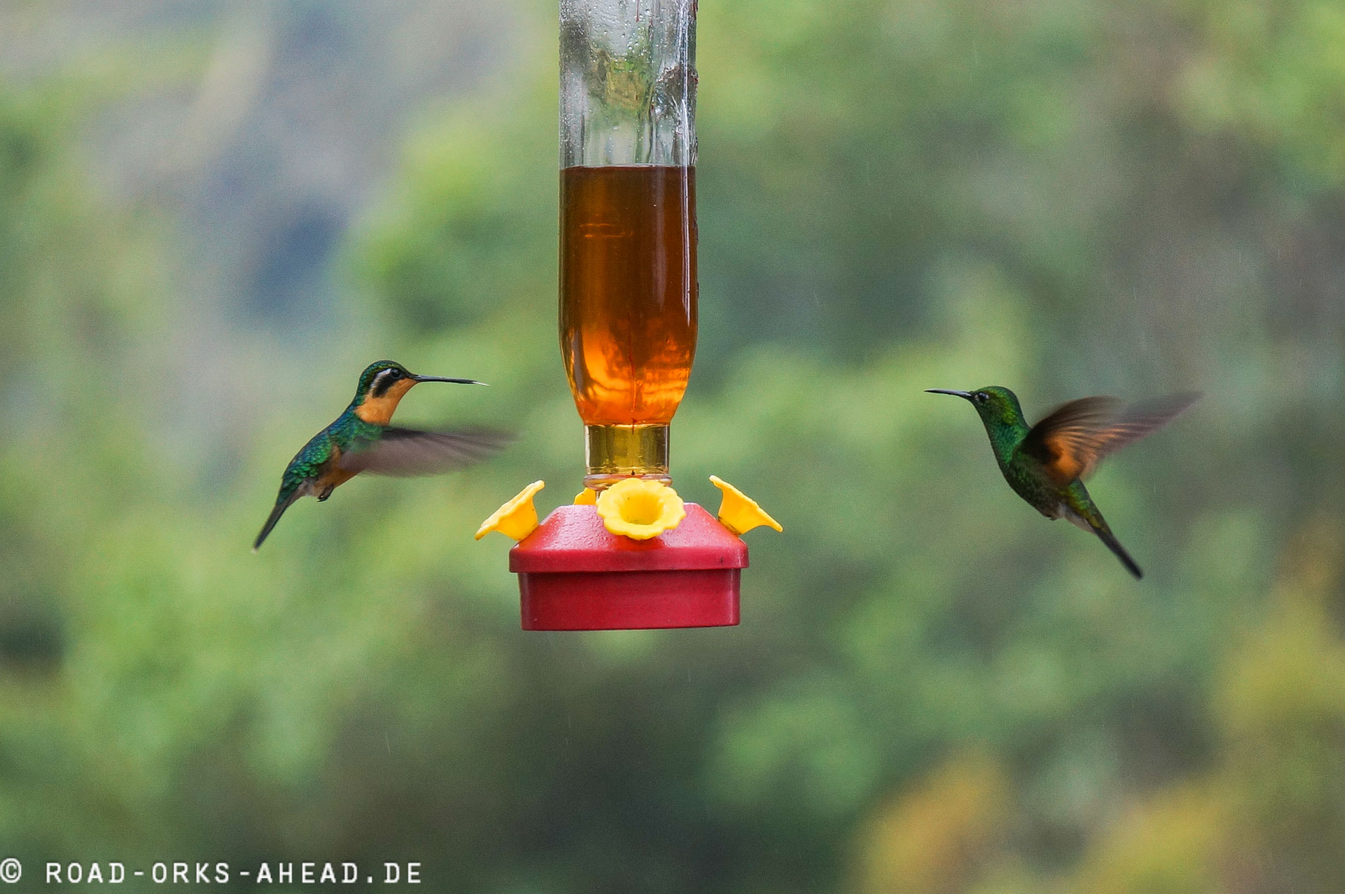 Kolibris in Action