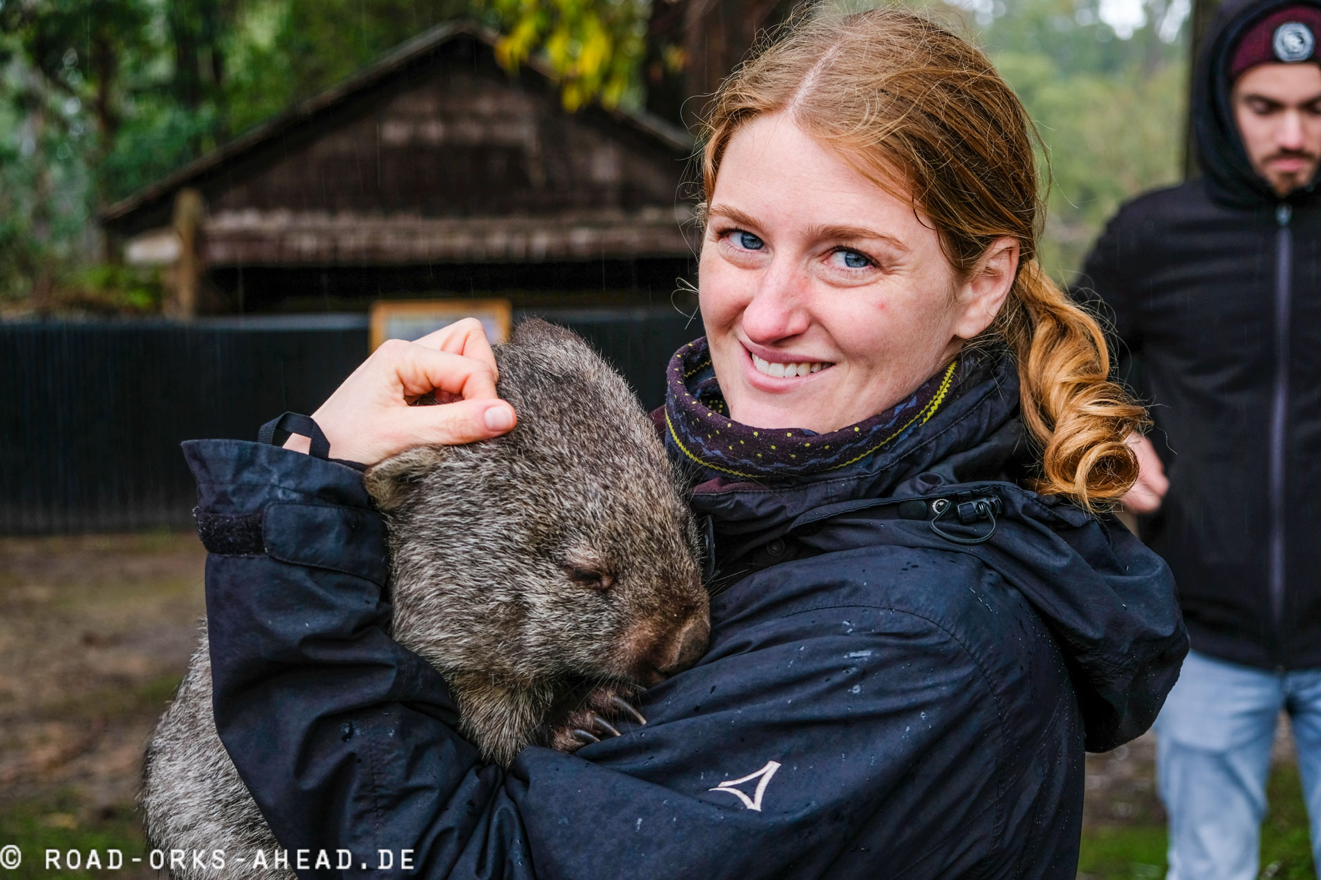 Ein Wombat auf dem Arm, ziemlich schwer