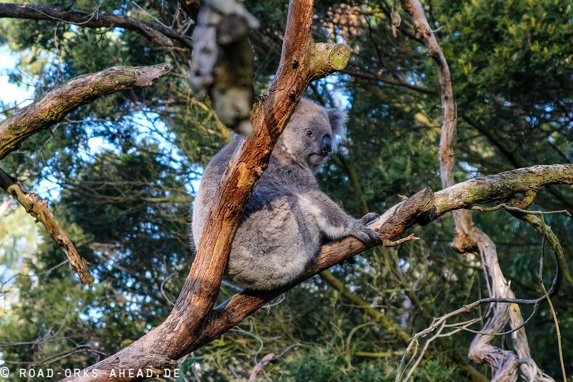Phillip Island - Koala Conservation Center