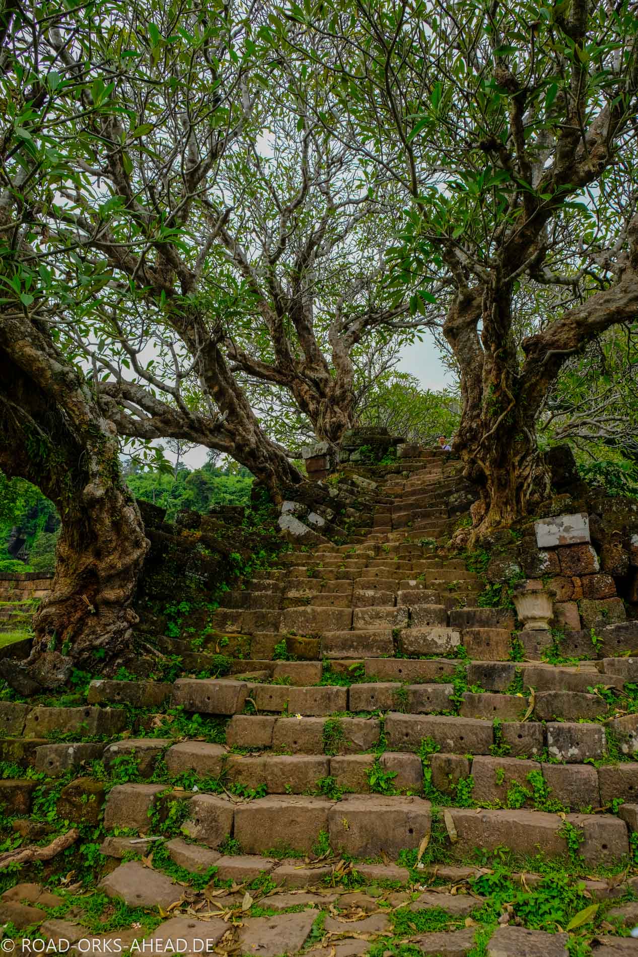 Treppe gesäumt von Magnolien - Vat Phou