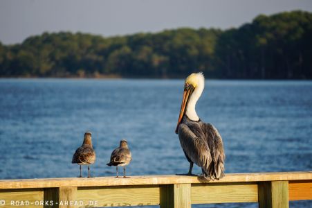 Pelikan mit Freunden