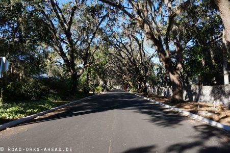 Allee in St. Augustine
