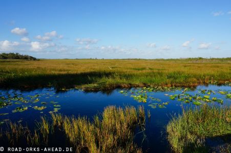 Everglades Wetlands