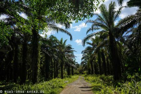 Palmölplantagen gibt es leider überall!