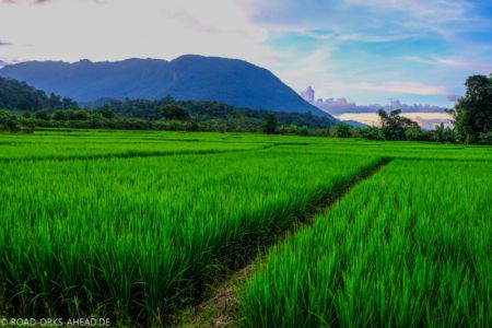 Reisfelder nahe Chiang Dao